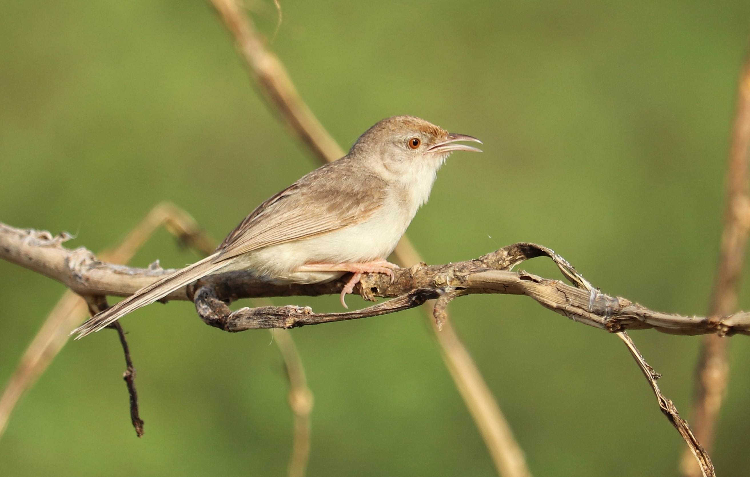 Rufous-fronted Prinia