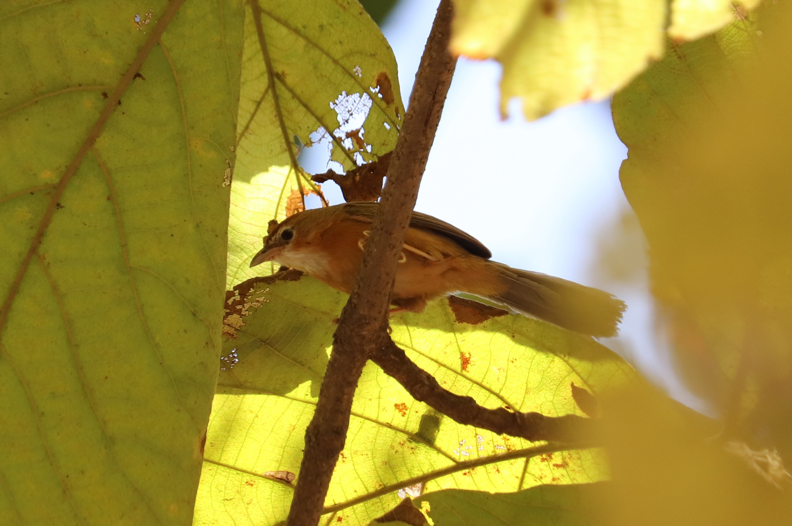 Tawny-bellied Babbler