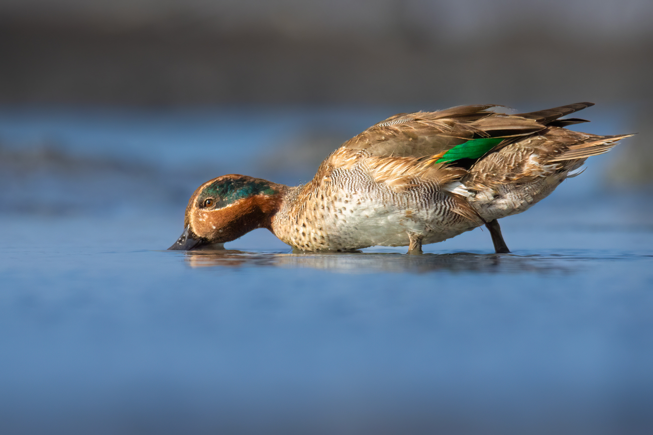 Common Teal