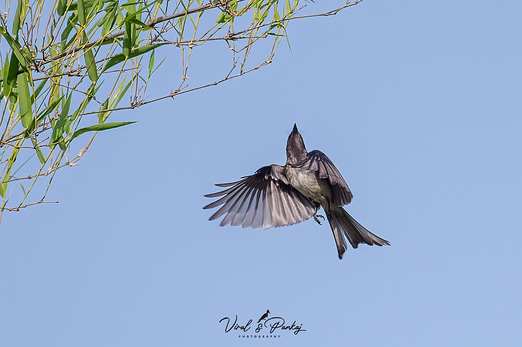 White-bellied Drongo