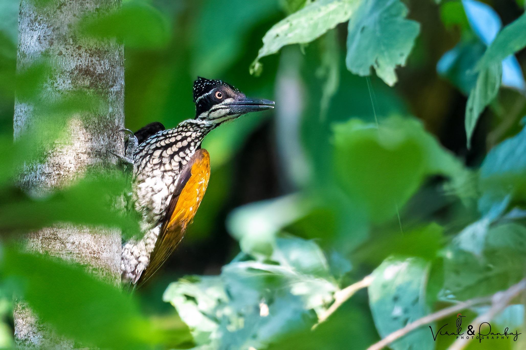 Greater Flameback