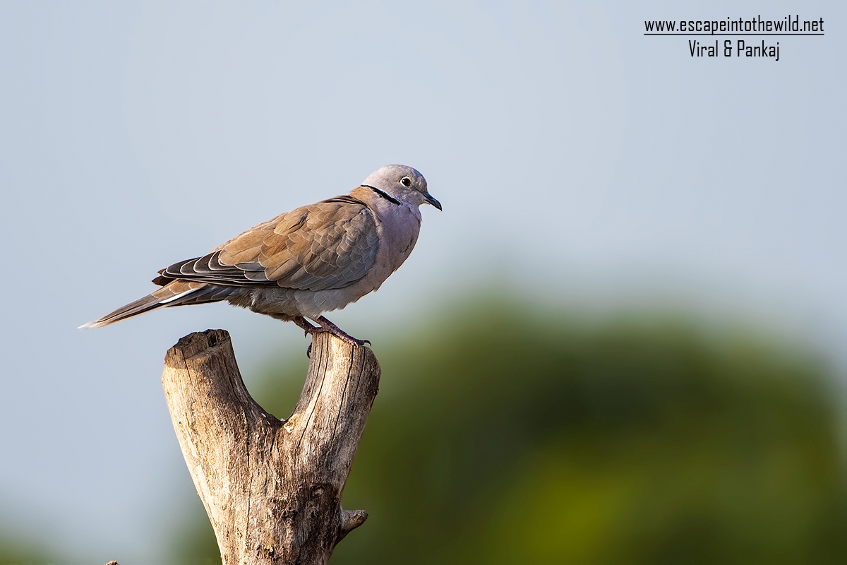 Eurasian Collared Dove