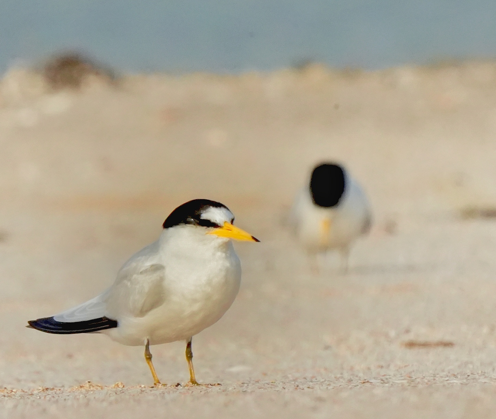 Saunders's Tern