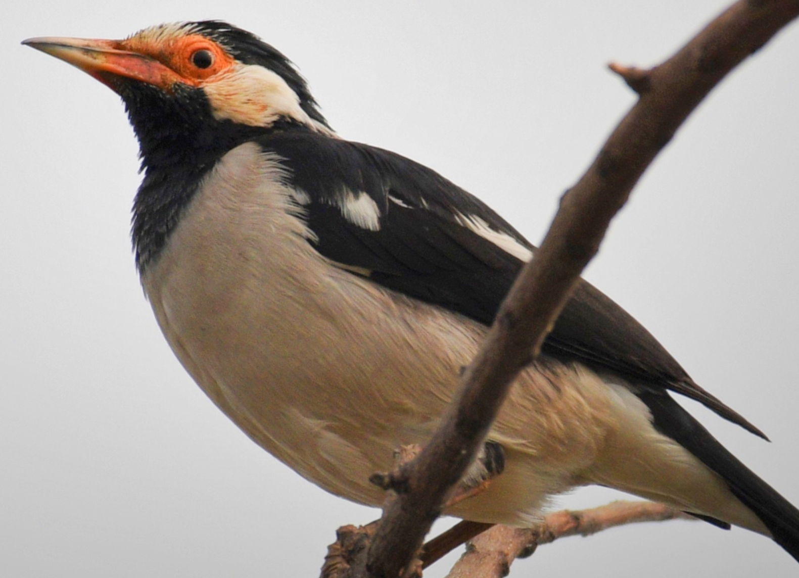 Asian Pied Starling