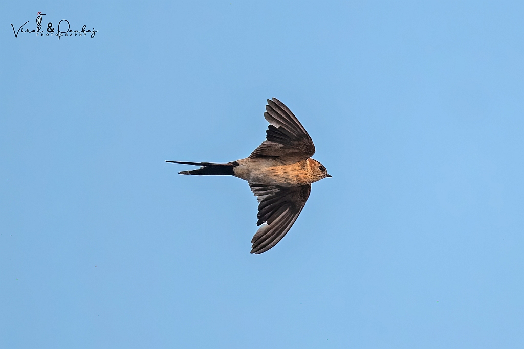 Red-rumped Swallow