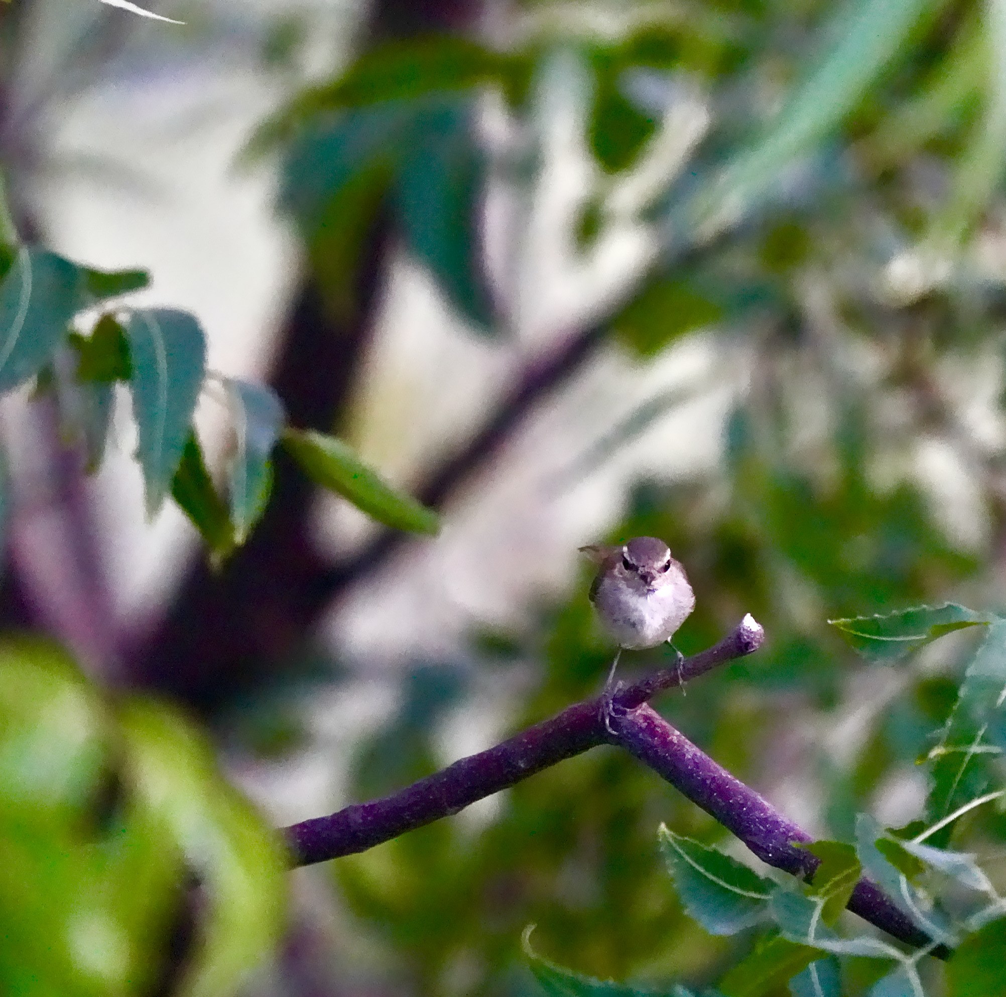 Large-billed Leaf Warbler 