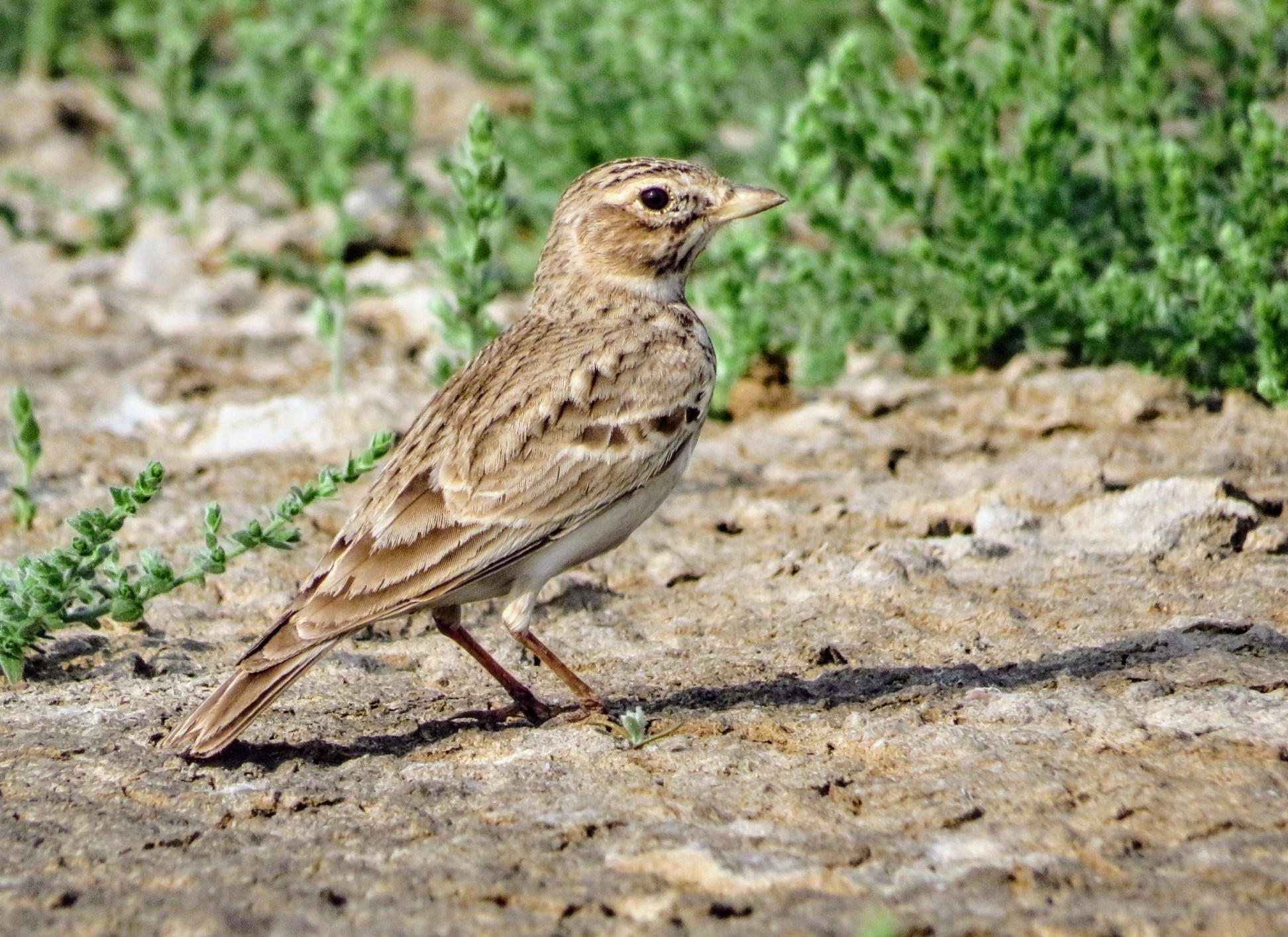 Sand Lark