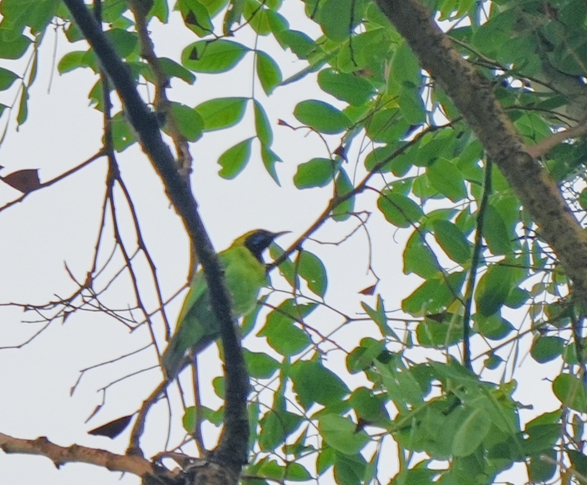 Gold-fronted Leafbird
