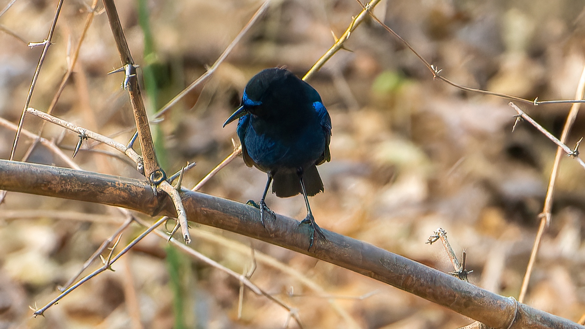Malabar Whistling Thrush
