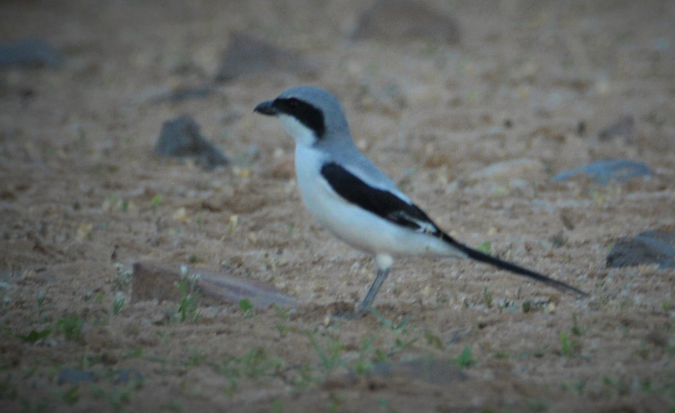 Southern Grey Shrike