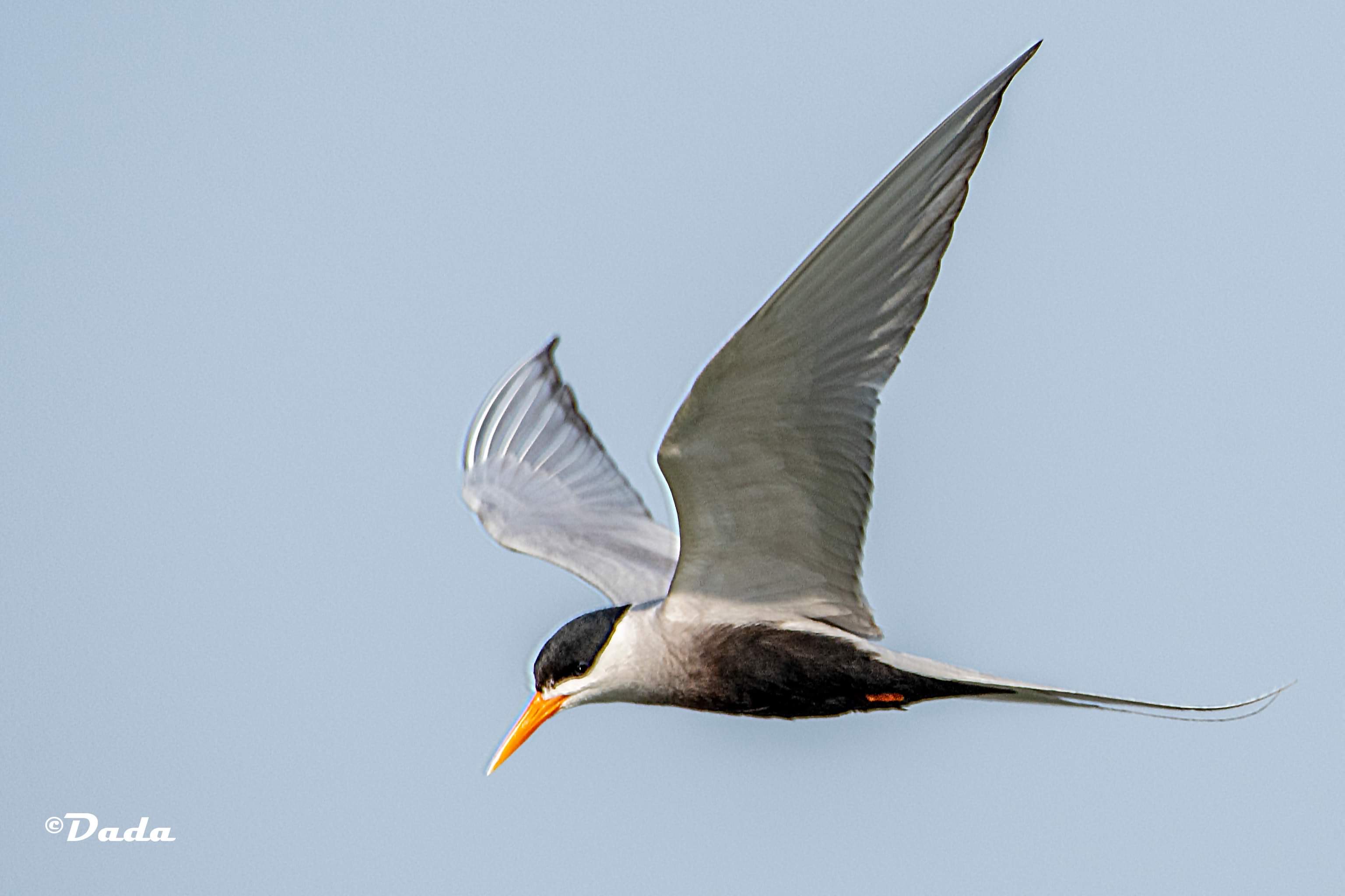 Black-bellied Tern