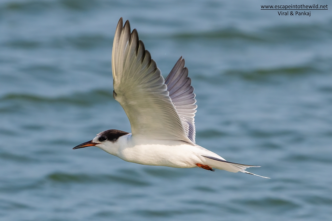 Common Tern