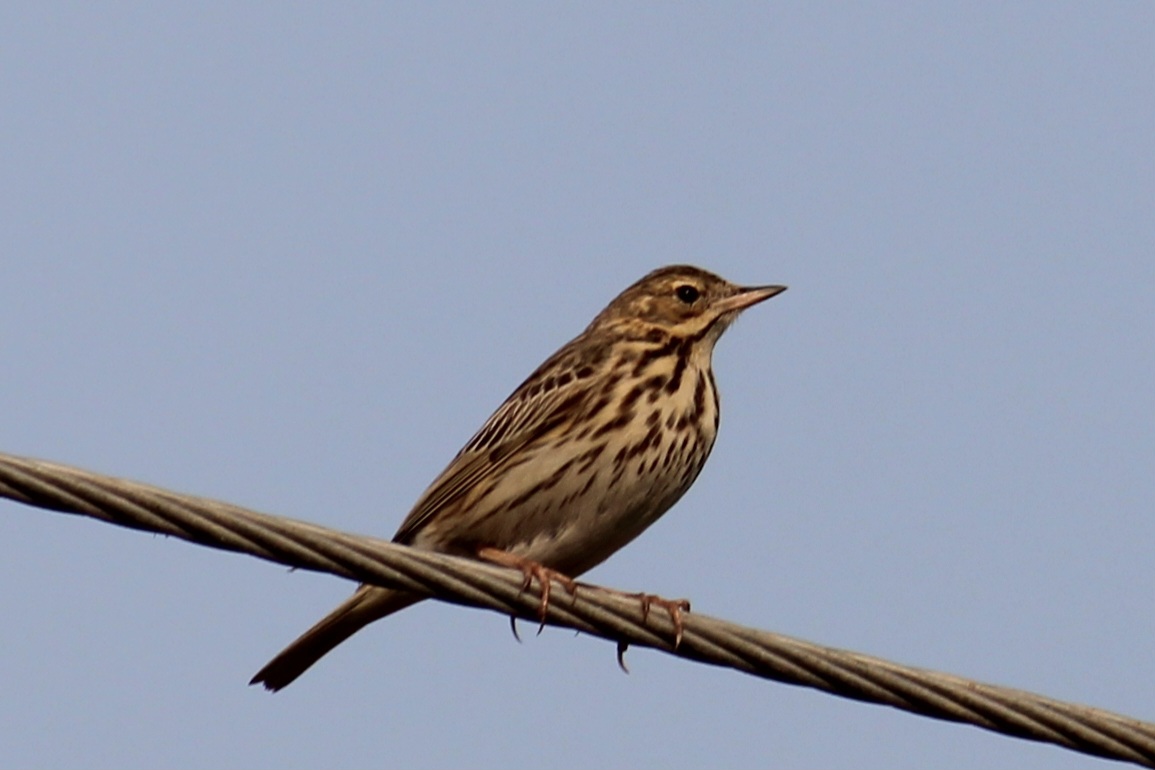 Tree Pipit