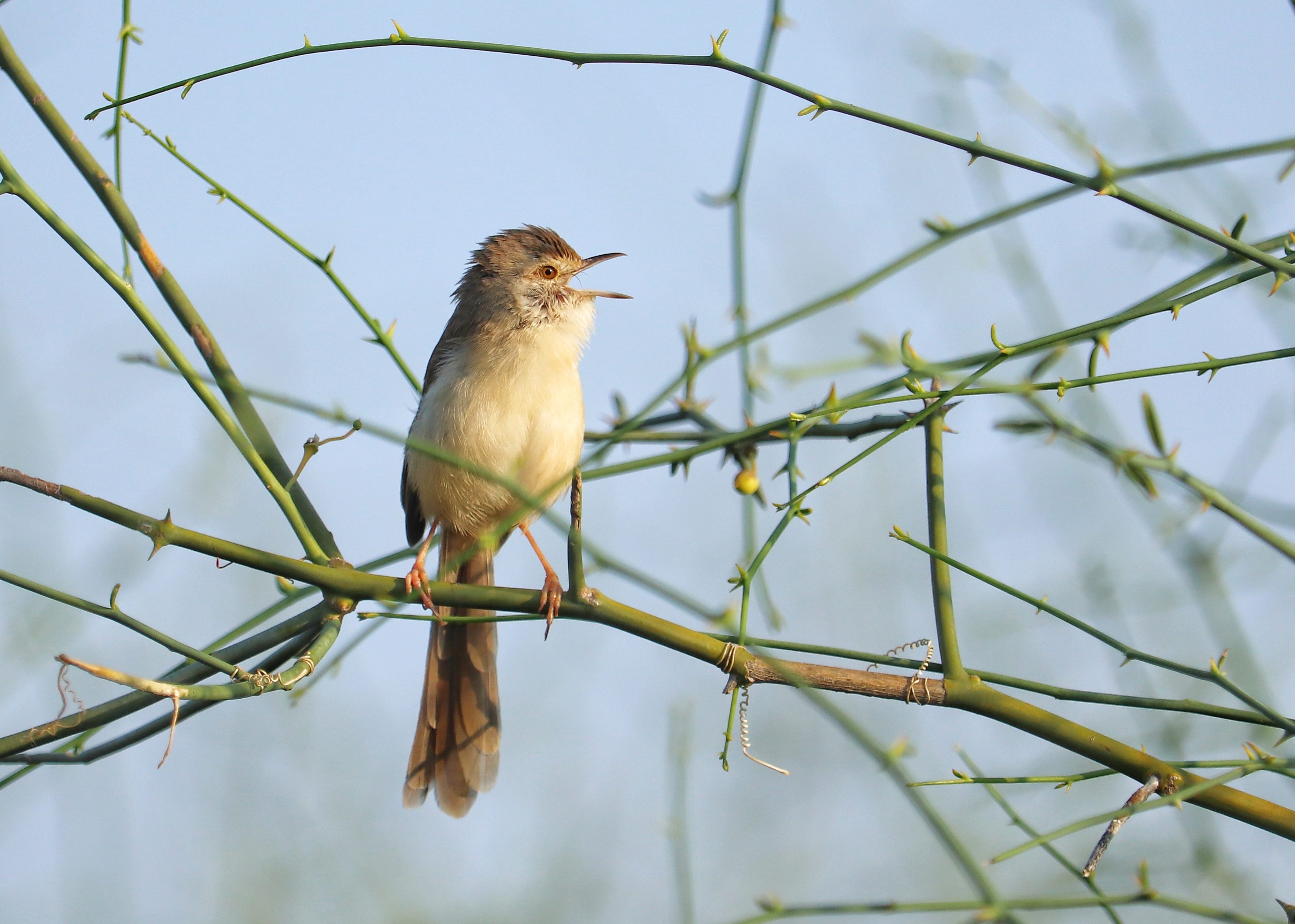 Rufous-fronted Prinia