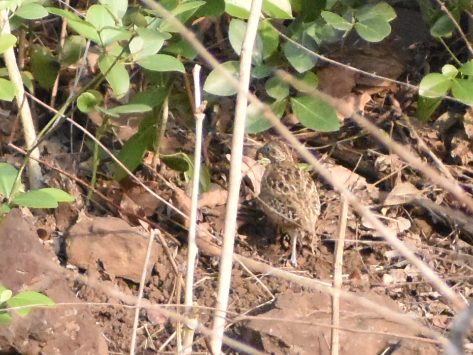 Barred Button Quail