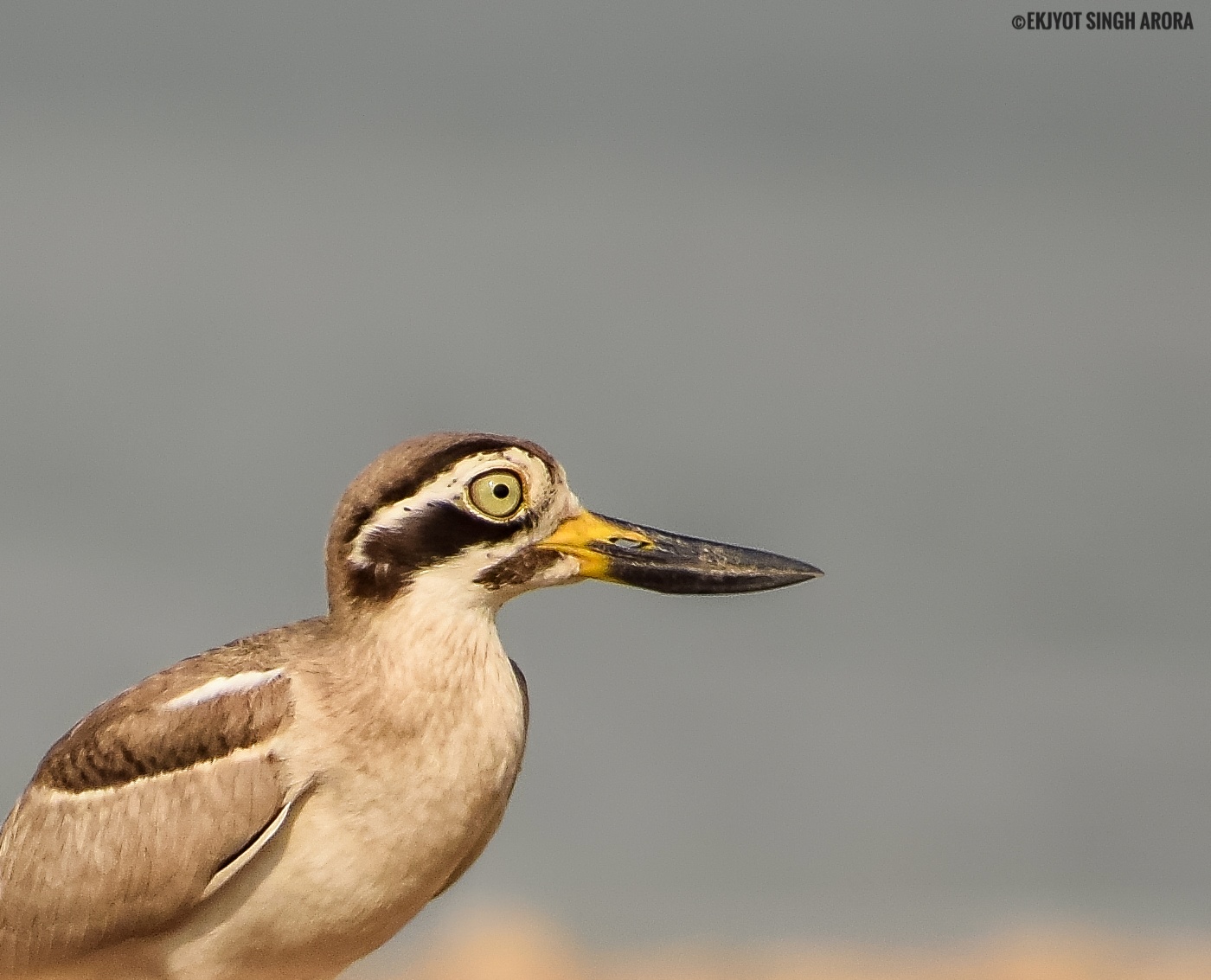 Great Thick-knee