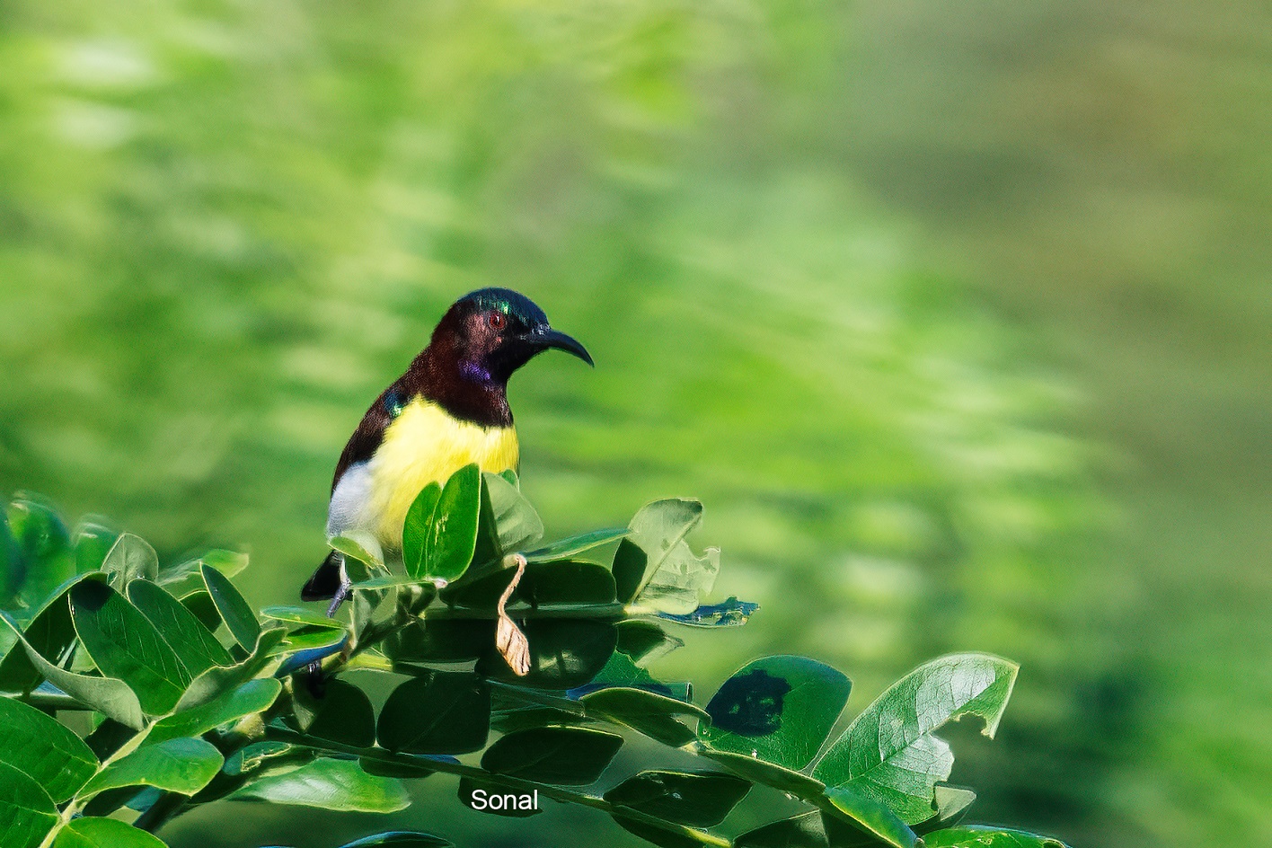 Purple-rumped Sunbird