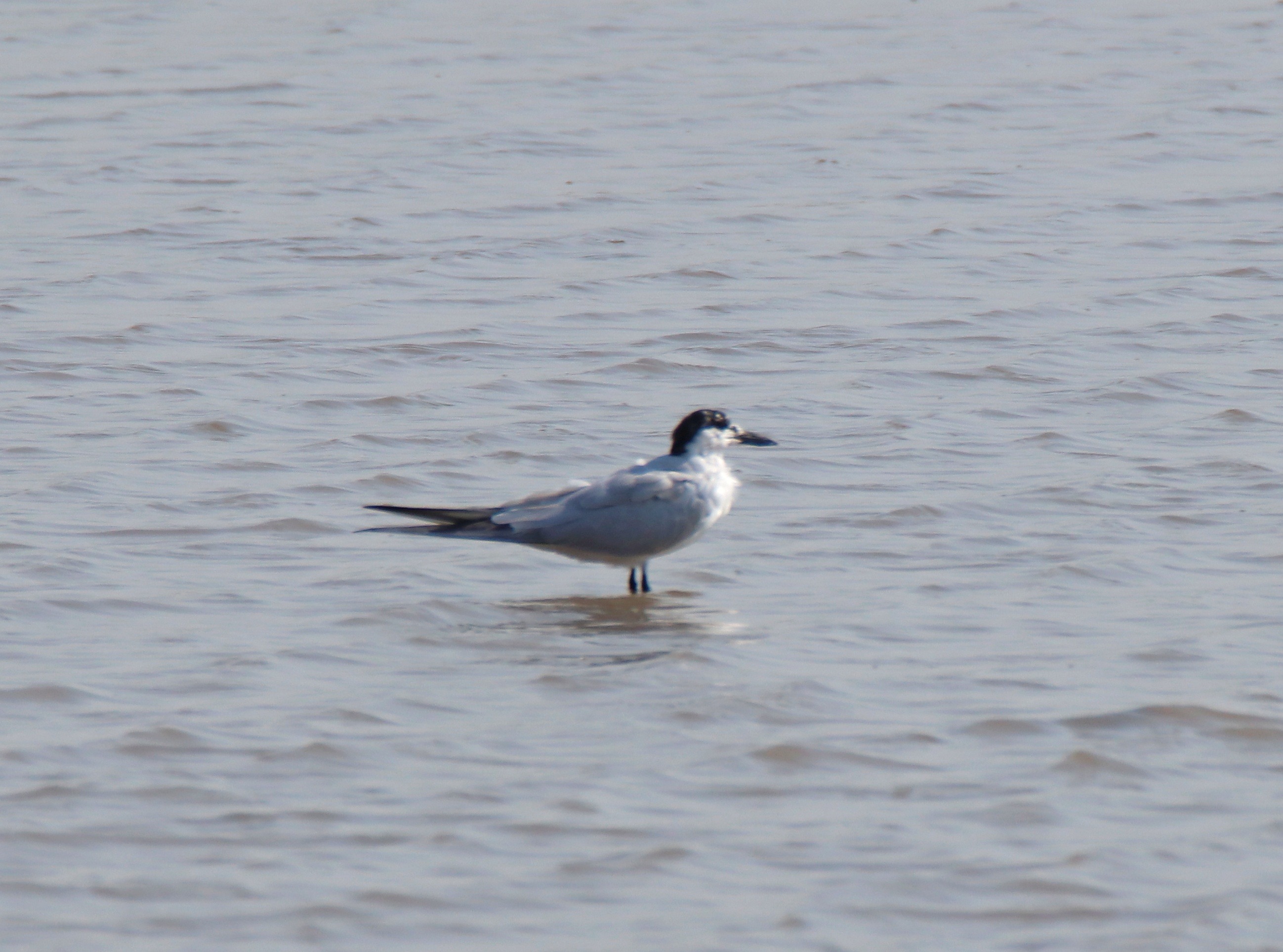 Common Tern