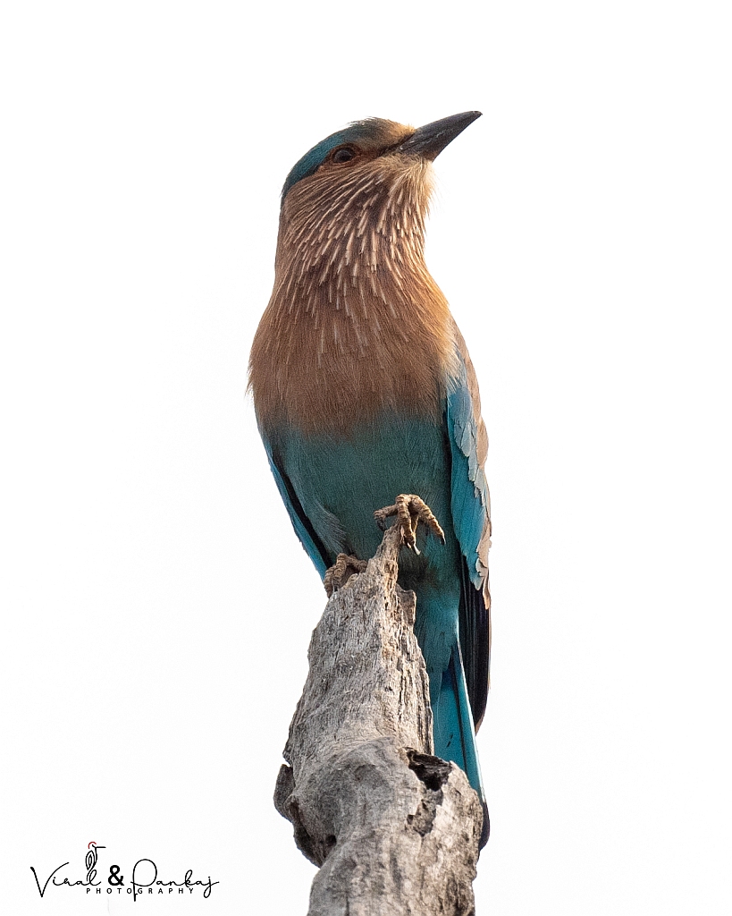 Indian Roller