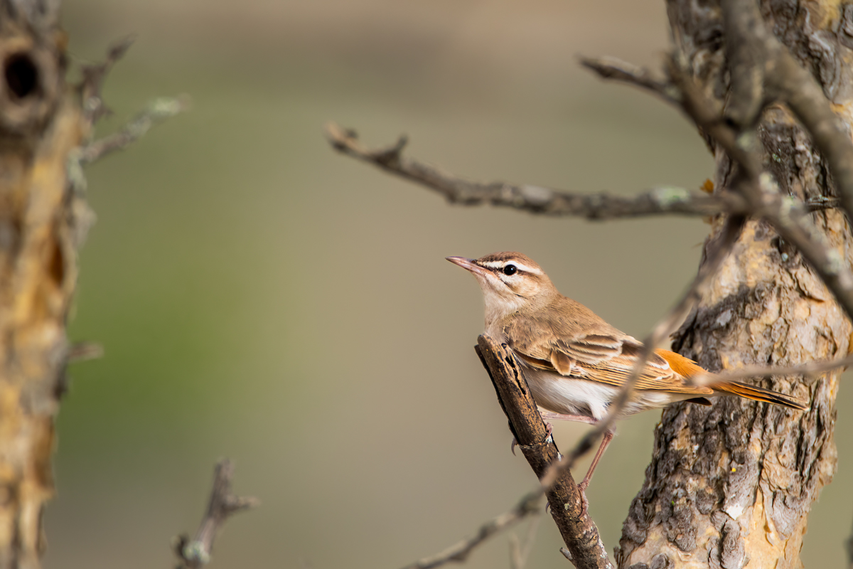 Rufous-tailed Scrub Robin