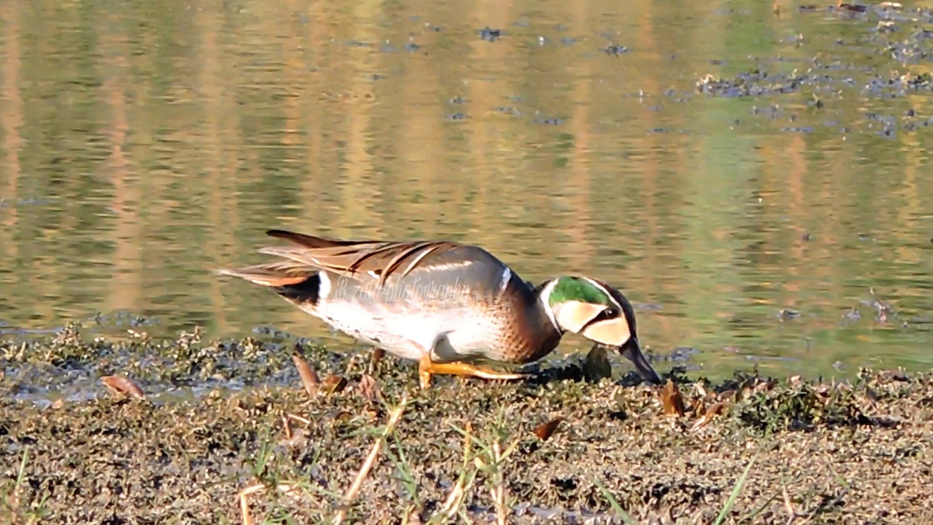 Baikal Teal 