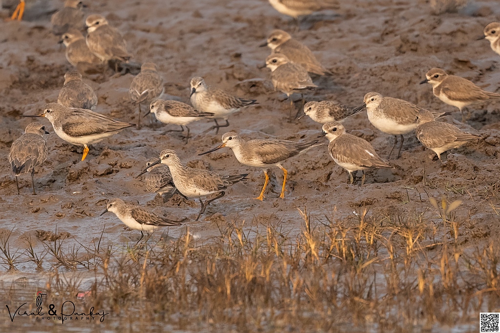 Terek Sandpiper