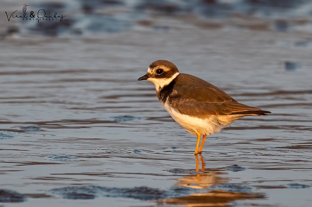 Common Ringed Plover