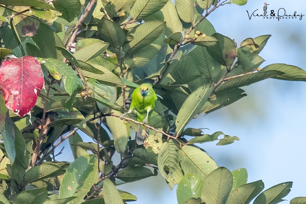 Gold-fronted Leafbird