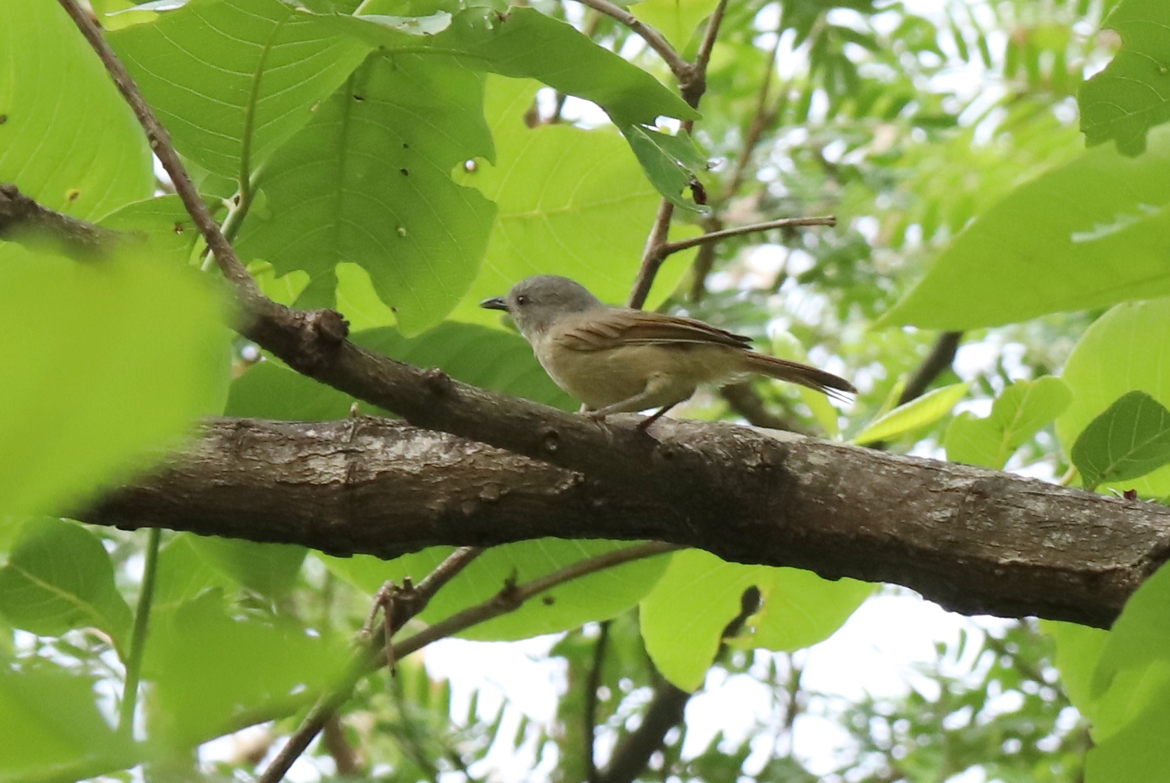 Brown-cheeked Fulvetta