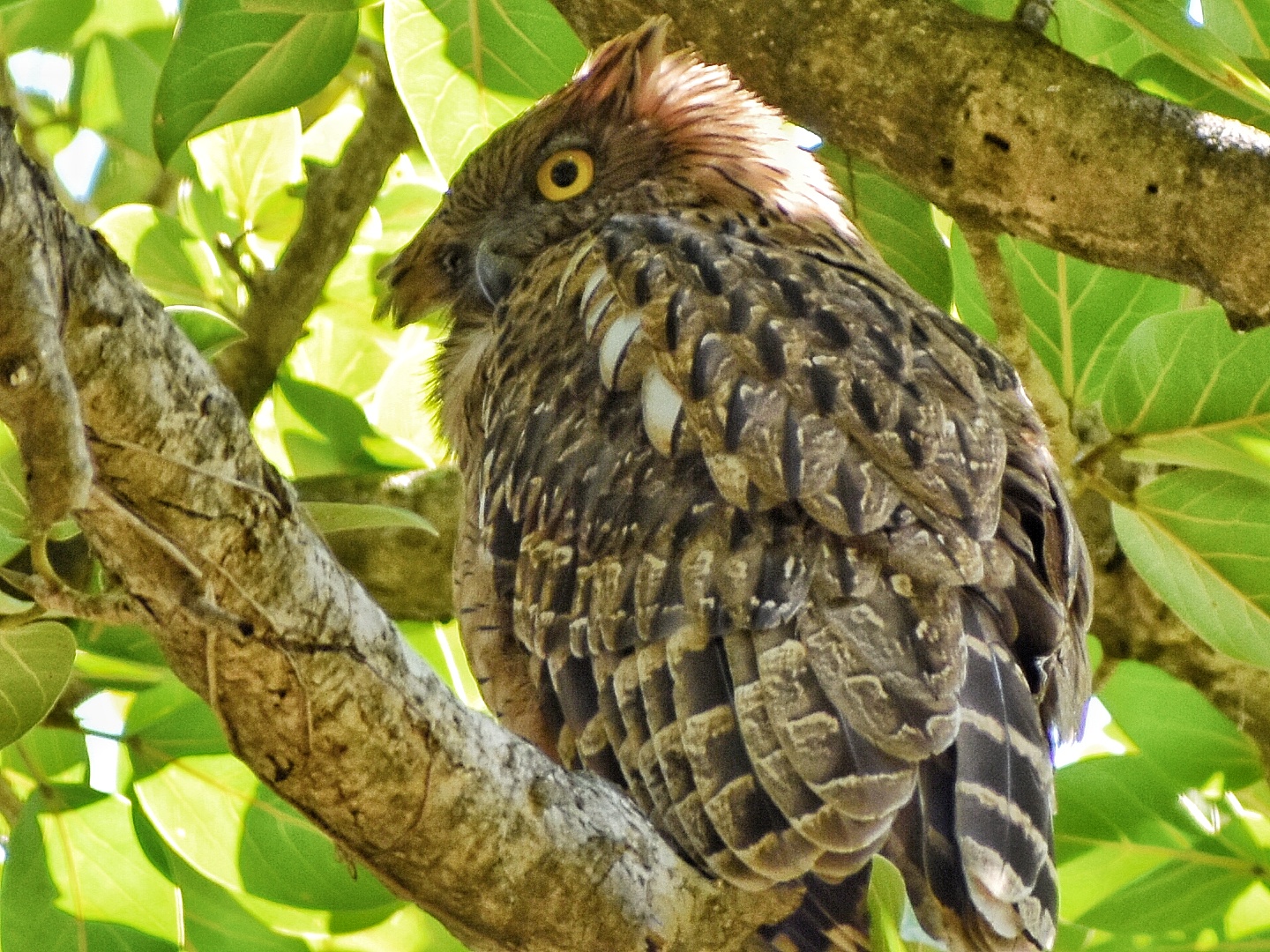 Brown Fish Owl