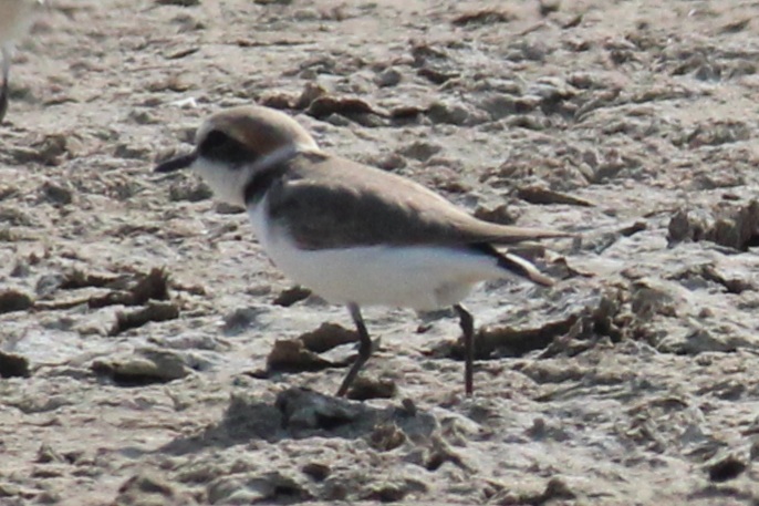Kentish Plover