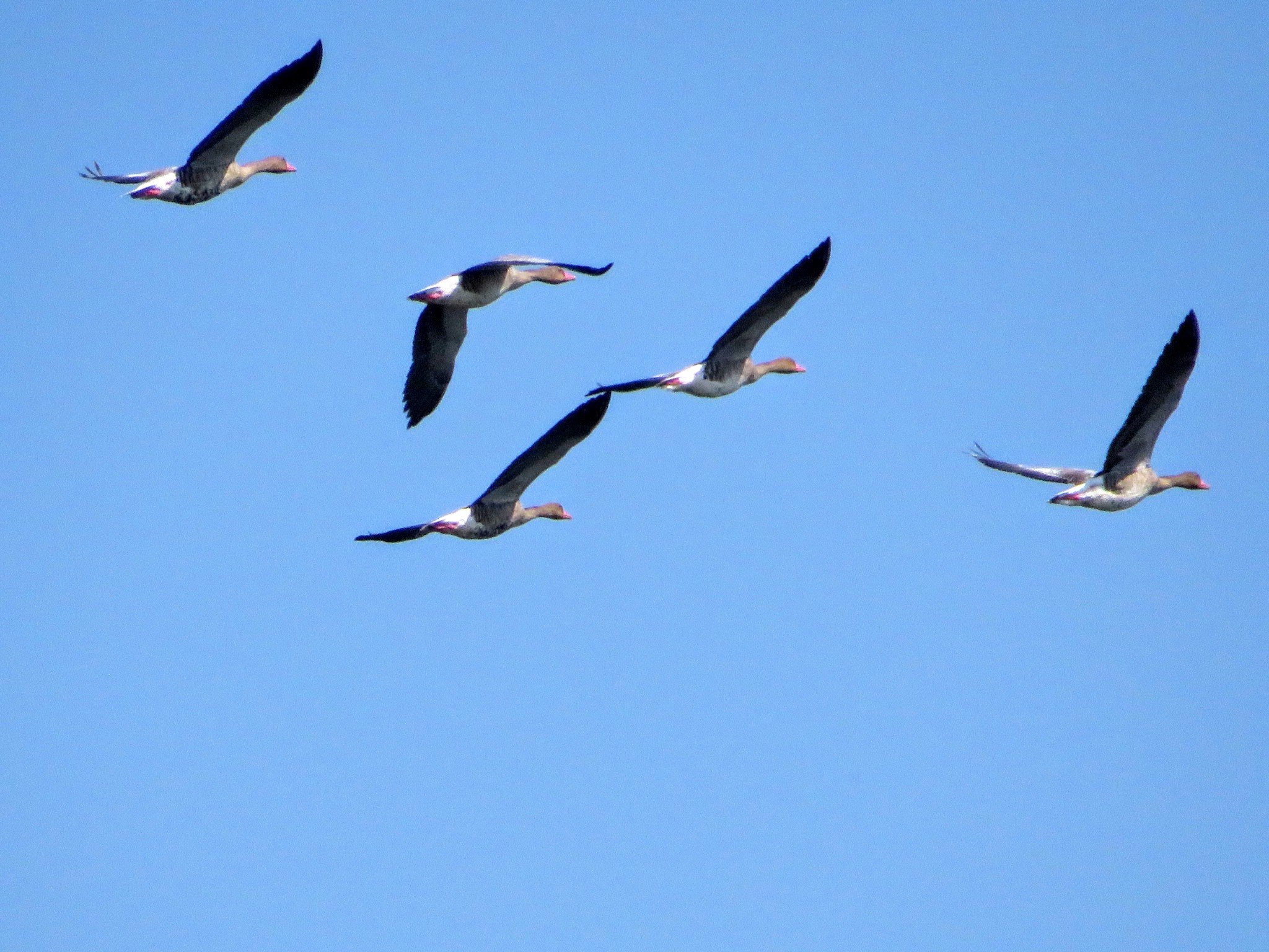 Greylag Goose