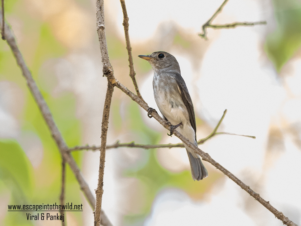 Asian Brown Flycatcher