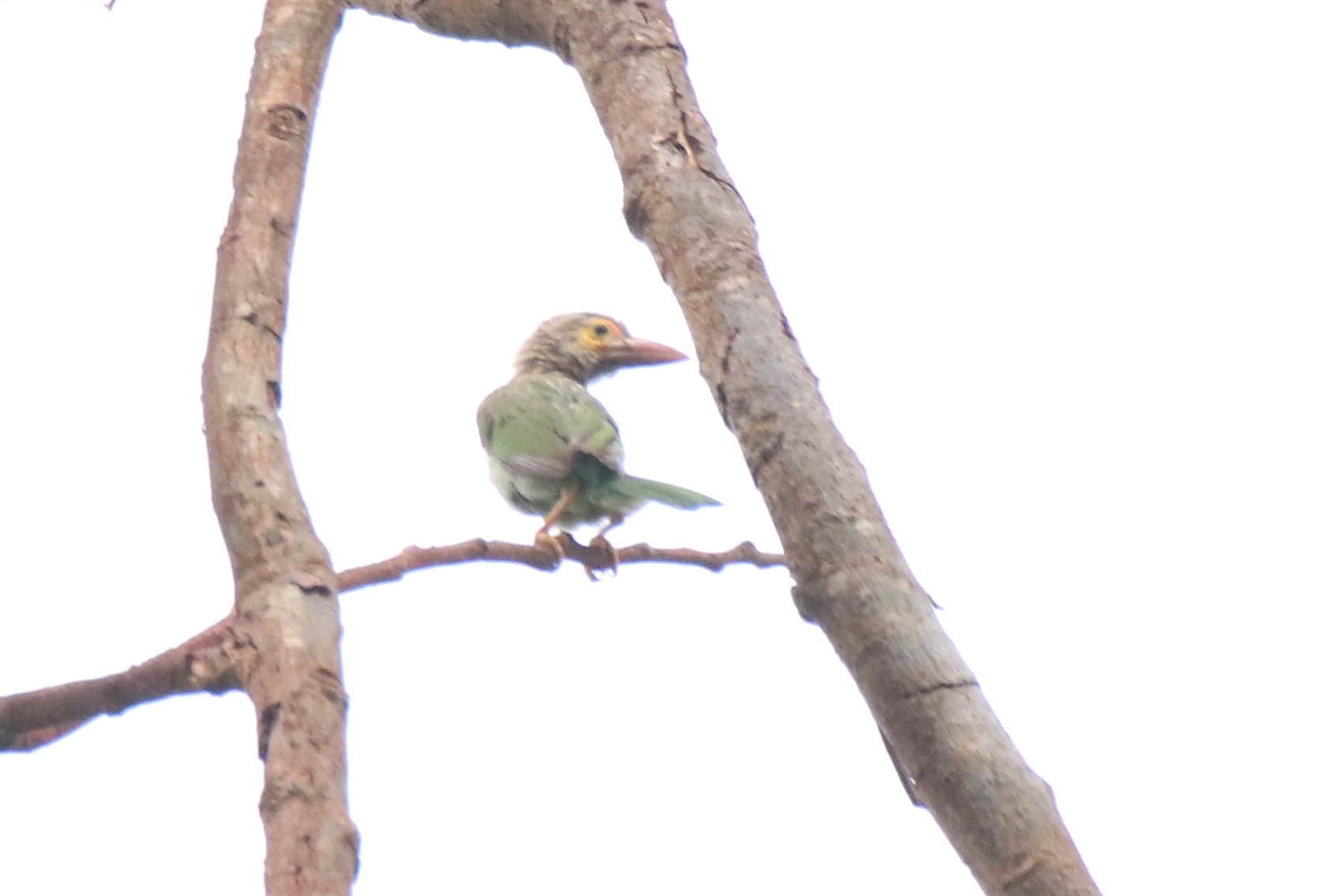 Brown-headed Barbet