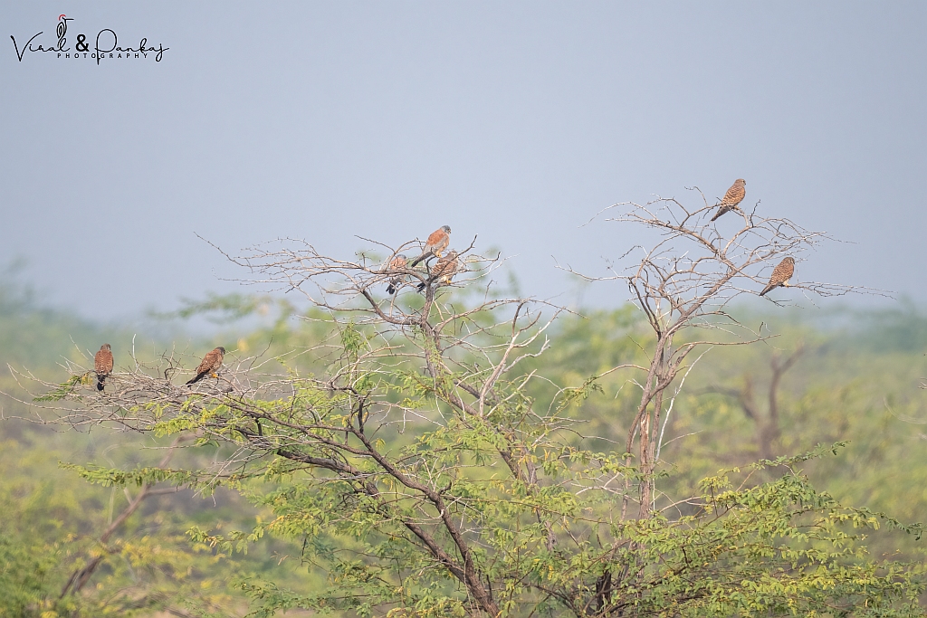 Lesser Kestrel