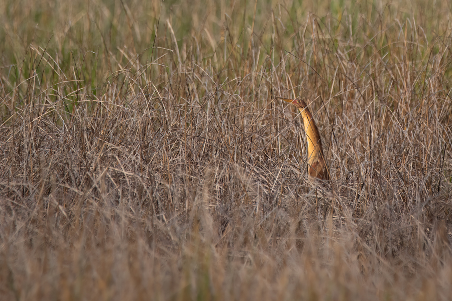 Cinnamon Bittern