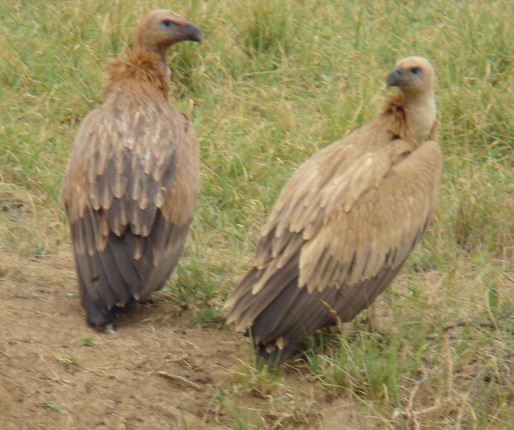Himalayan Griffon