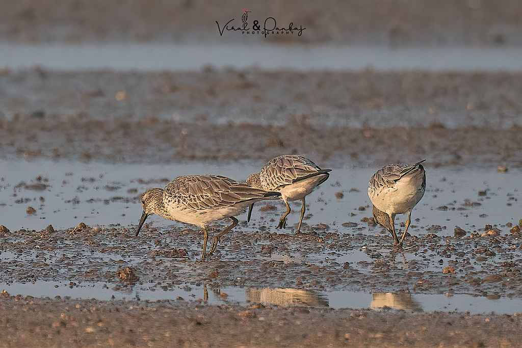 Great Knot 