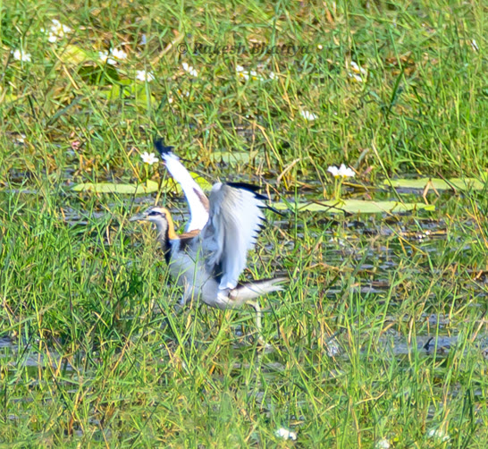 Pheasant-tailed Jacana