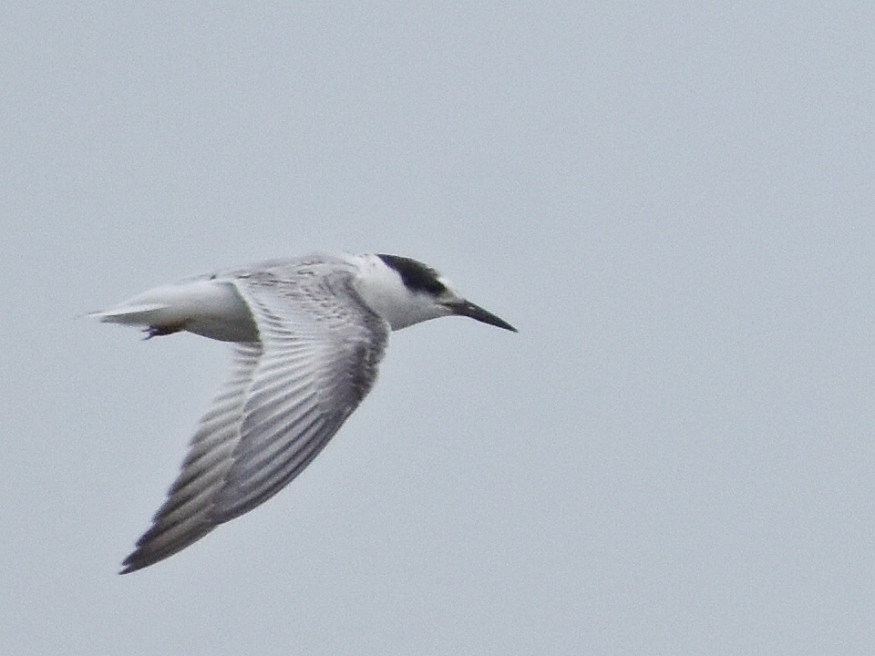 Little Tern