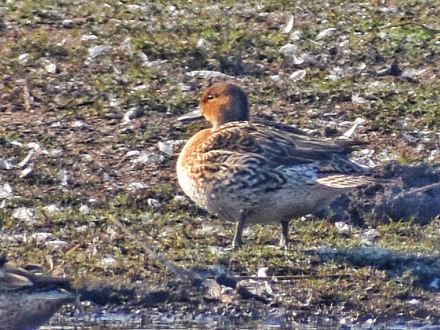 Garganey