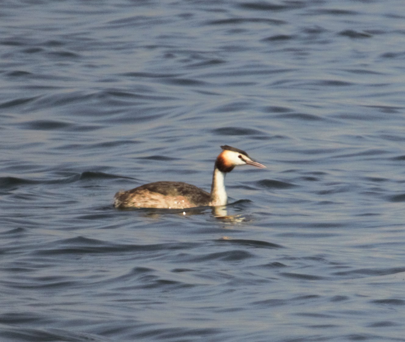 Great Crested Grebe