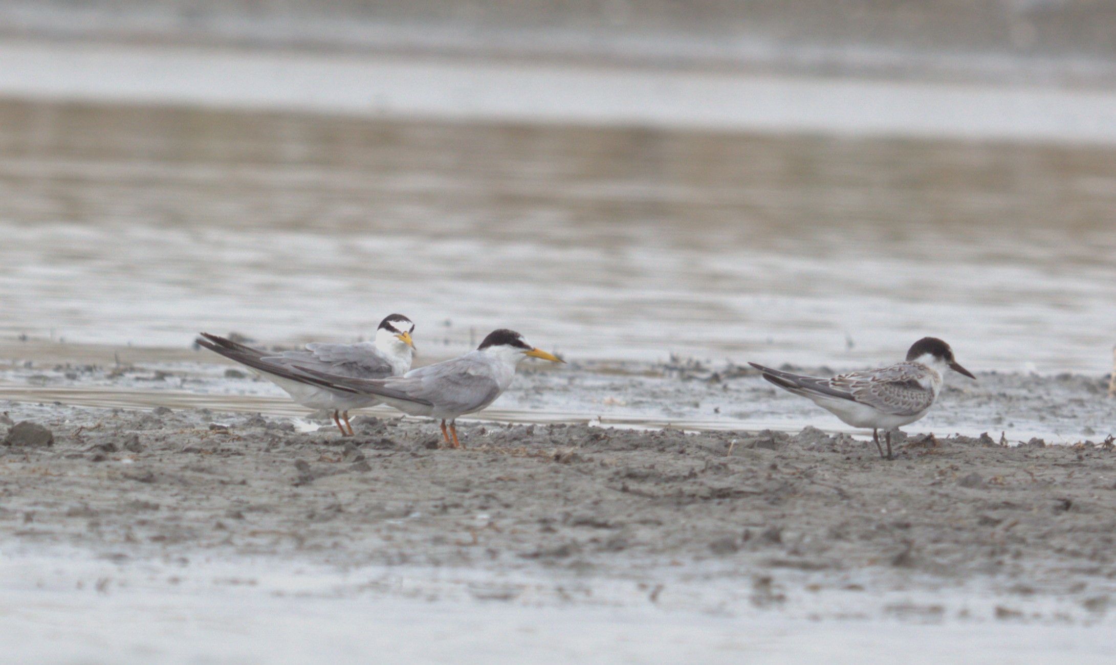 Little Tern