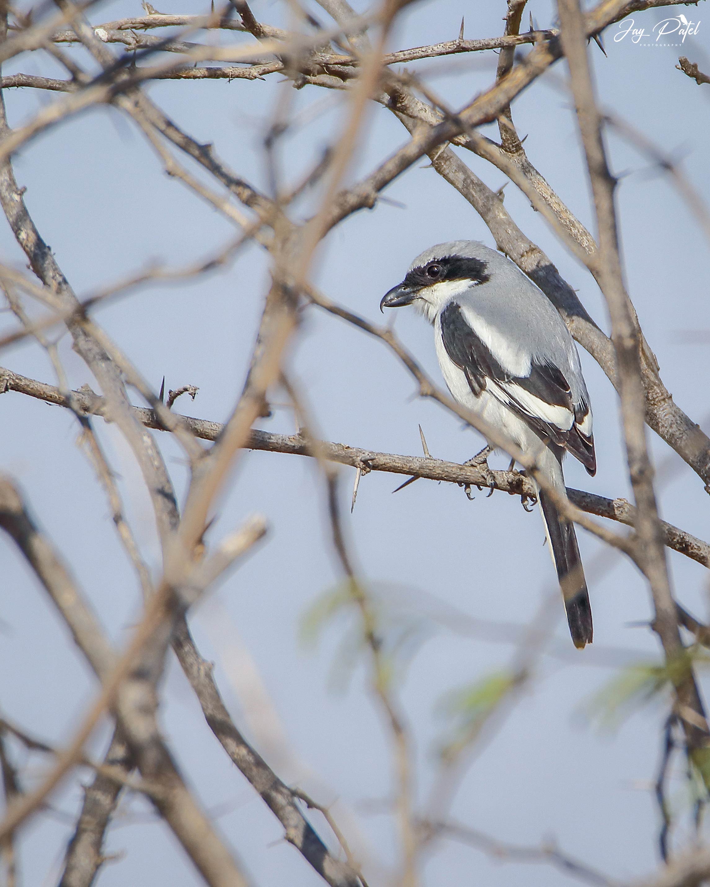 Southern Grey Shrike