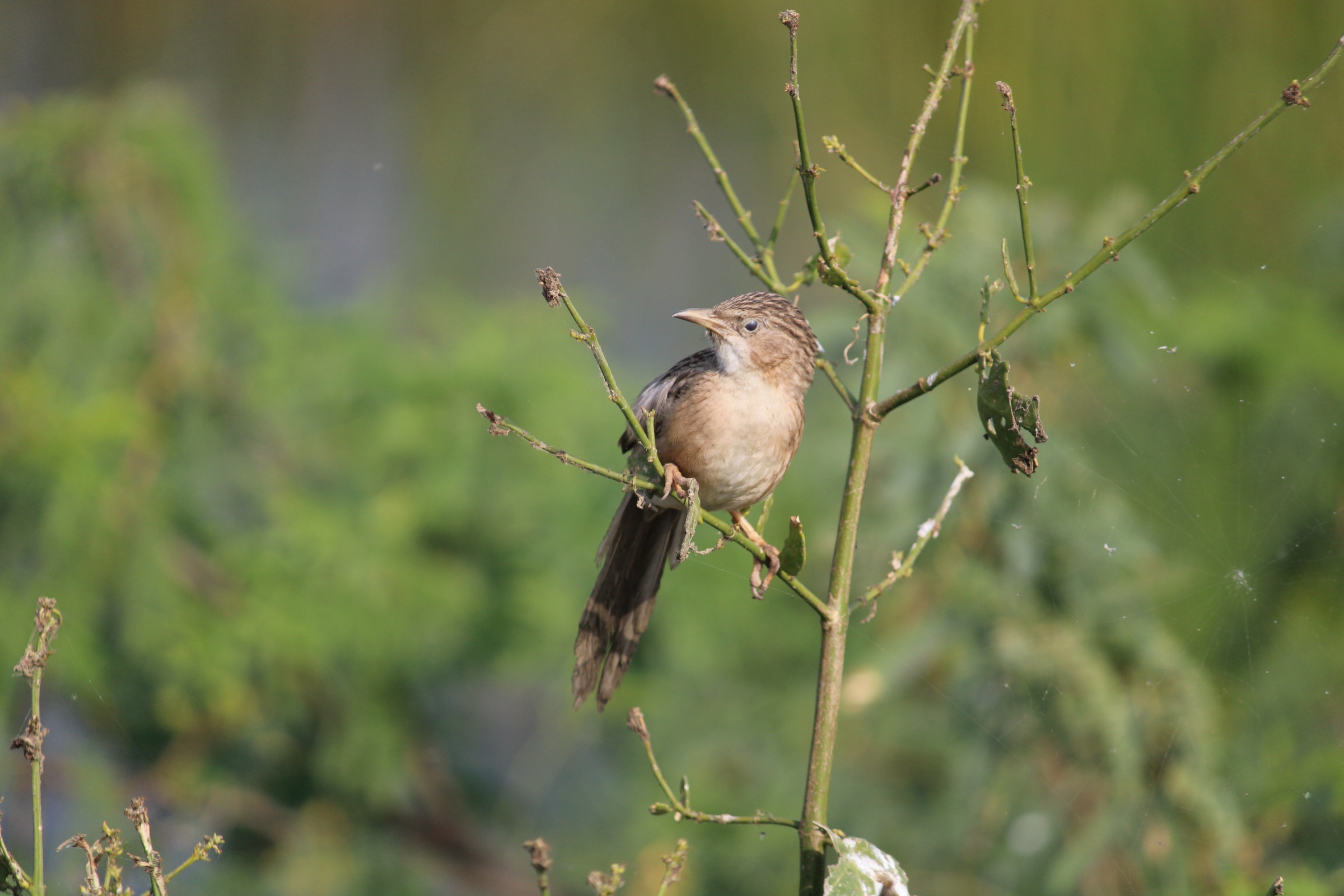 Common Babbler