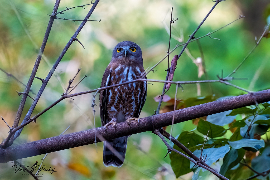 Brown Hawk Owl