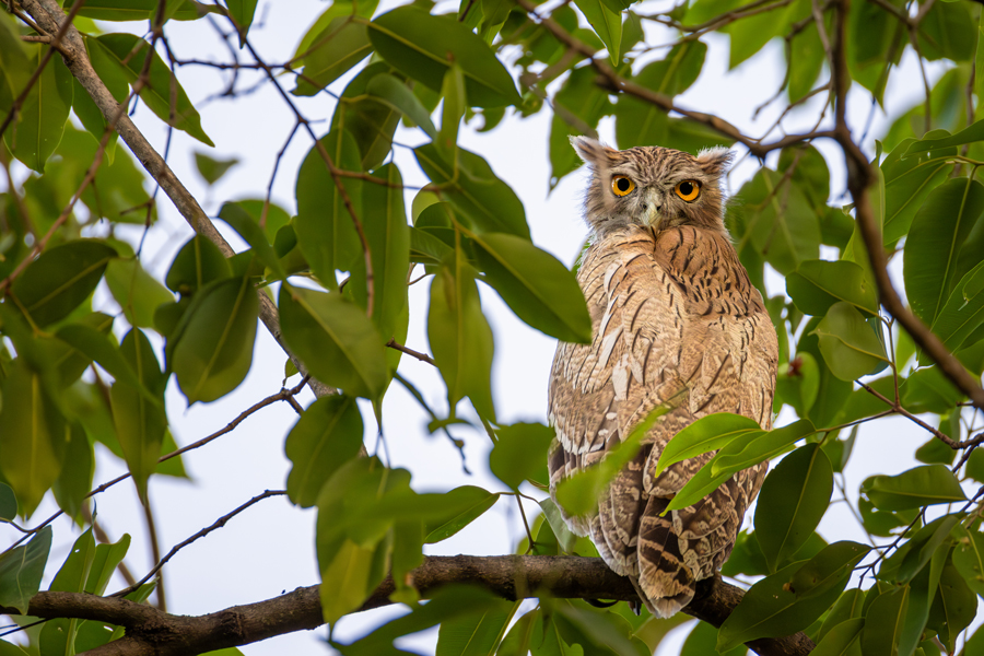 Brown Fish Owl