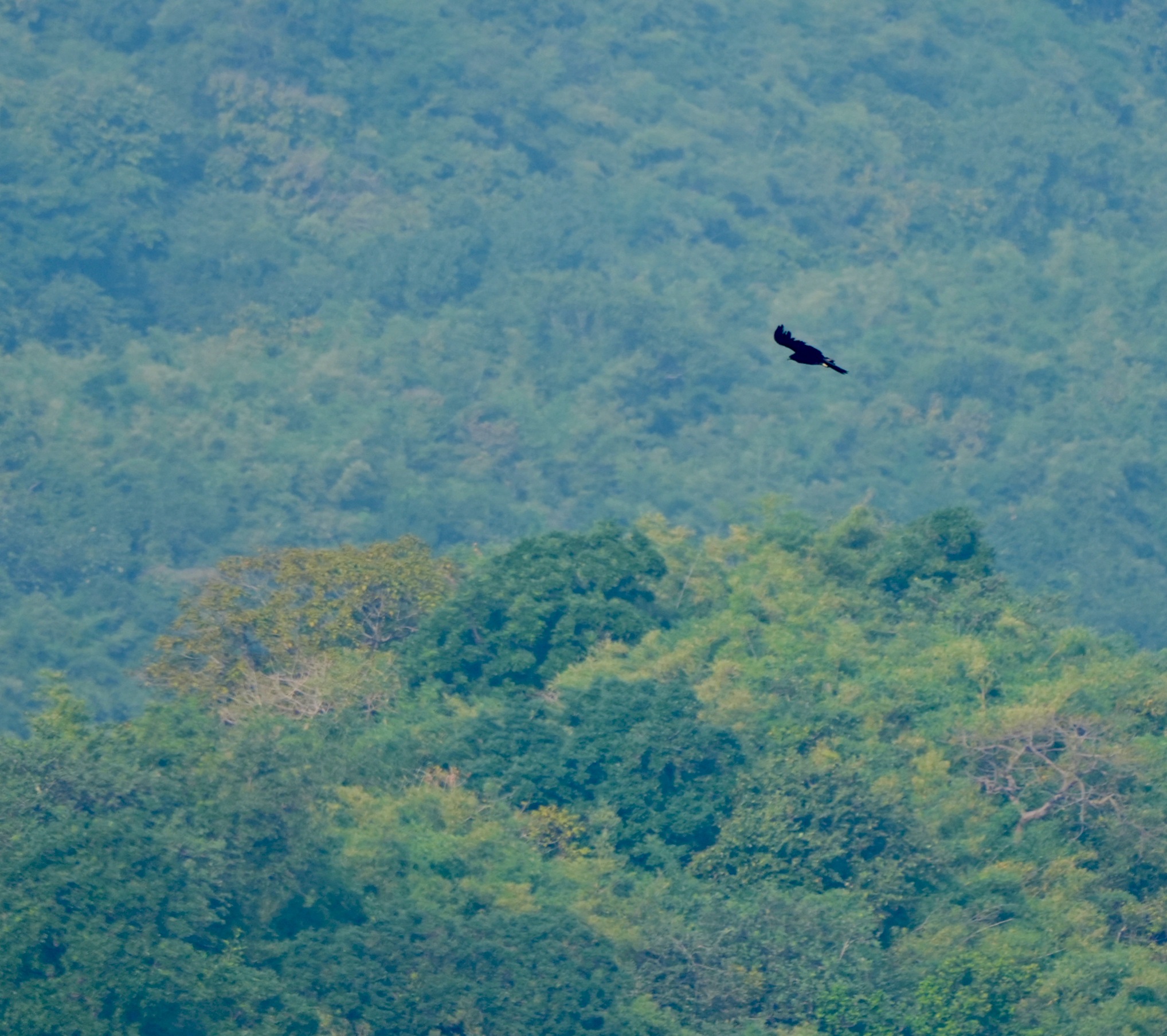 Black Eagle