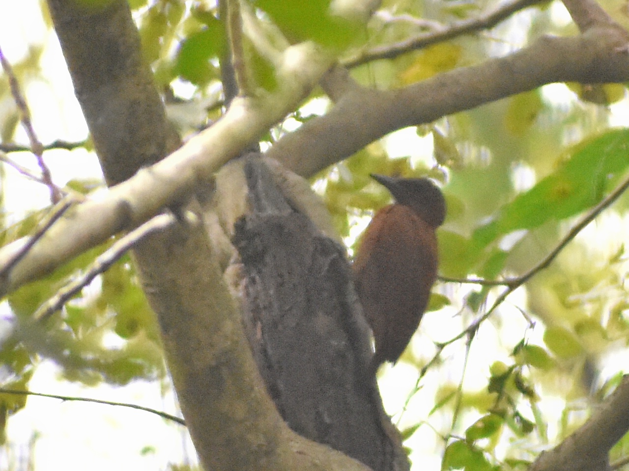 Rufous Woodpecker