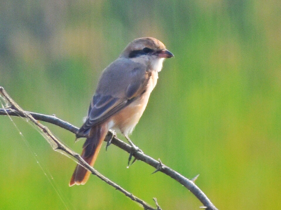 Red-backed Shrike